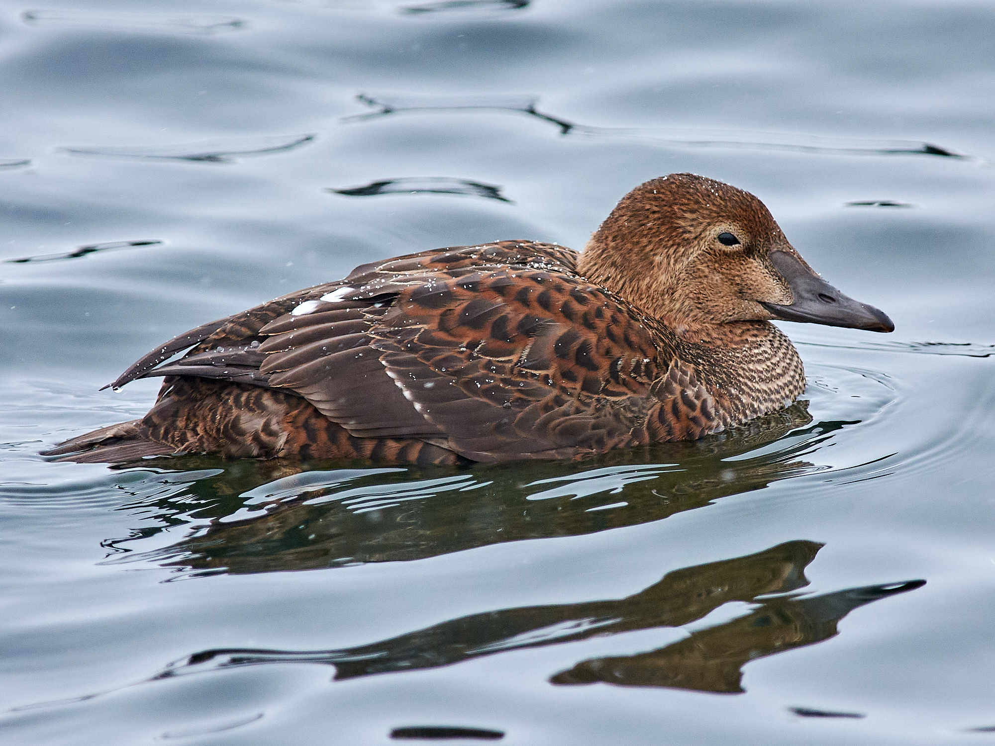 King Eider (Somateria spectabilis)