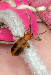 Phyllobrotica sororia