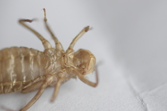 Libellula quadrimaculata