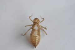 Libellula quadrimaculata