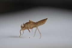 Libellula quadrimaculata