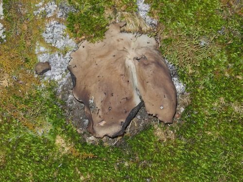 Smooth Rock Tripe (Umbilicaria mammulata)