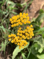 Helichrysum pallidum