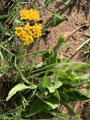 Helichrysum pallidum