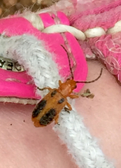 Phyllobrotica sororia