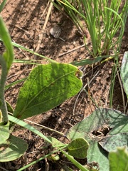 Helichrysum pallidum
