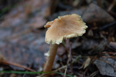 Inocybe