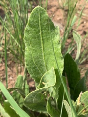 Helichrysum pallidum