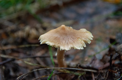 Inocybe