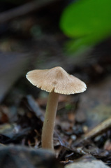 Inocybe