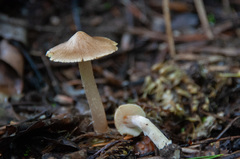 Inocybe