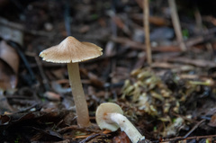 Inocybe