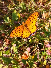 Argynnis hyperbius