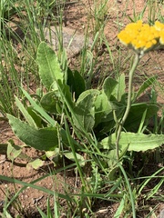 Helichrysum pallidum
