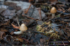 Inocybe