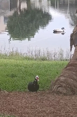 Cairina moschata domestica