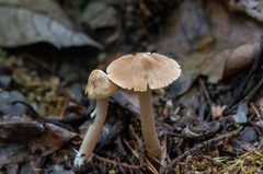 Inocybe