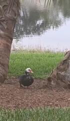 Cairina moschata domestica