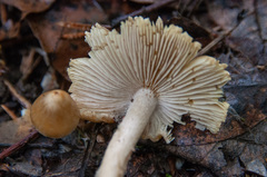 Inocybe