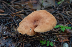 Bonomyces sinopicus