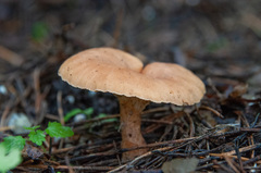 Bonomyces sinopicus
