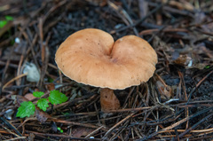 Bonomyces sinopicus