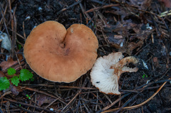 Bonomyces sinopicus