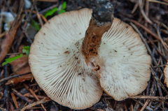 Bonomyces sinopicus