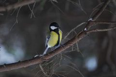 Parus major