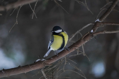 Parus major