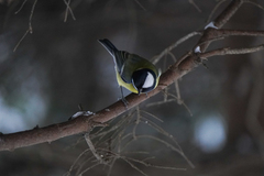 Parus major