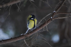 Parus major