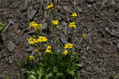 Draba hispida