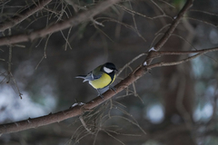 Parus major