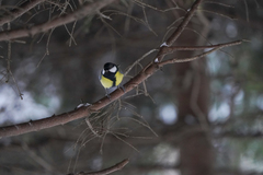 Parus major