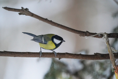 Parus major