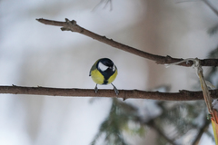 Parus major