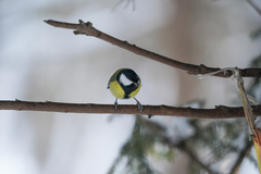 Parus major