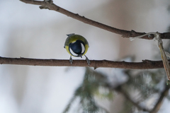 Parus major