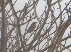 Erithacus rubecula