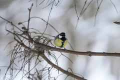 Parus major
