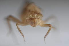 Libellula quadrimaculata