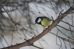 Parus major