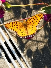 Argynnis hyperbius