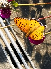 Argynnis hyperbius