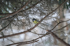Parus major