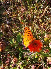 Argynnis hyperbius