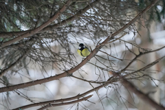 Parus major