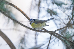 Cyanistes caeruleus