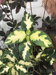 Graptophyllum